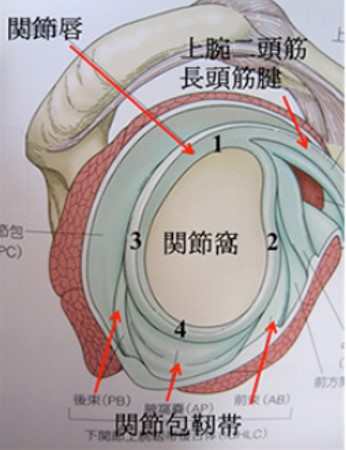 投球障害肩 Slap損傷 肩関節外科 牧整形外科病院 大阪市城東区 脊椎 人工関節 スポーツ整形 ペインクリニック 牧ヘルスケアグループ 医療法人 清翠会